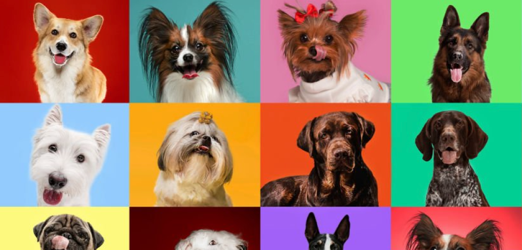 10 things we can learn from&nbsp;dogs.